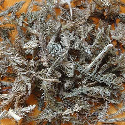 伸筋草2