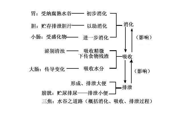 六腑之间的关系