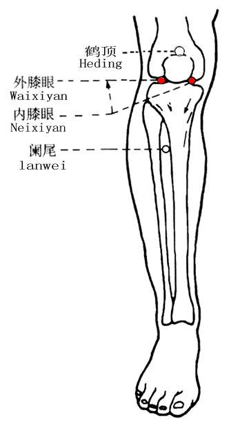 内膝眼