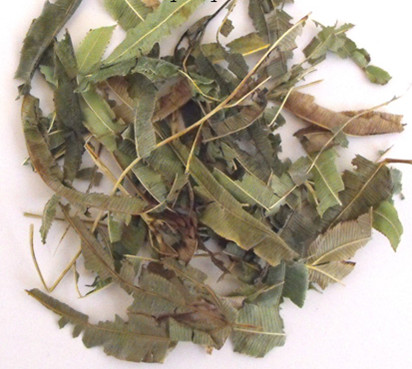 凤 尾 草