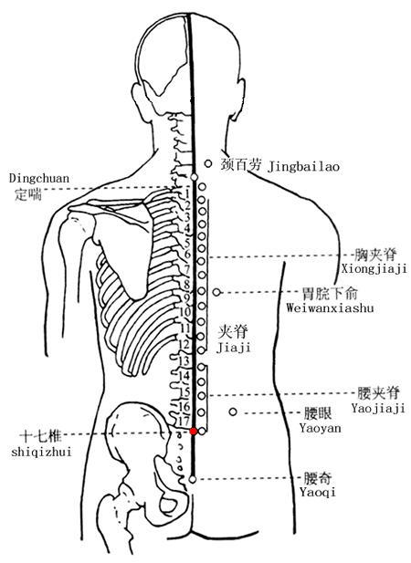 十七椎