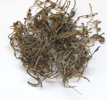 垂盆草2