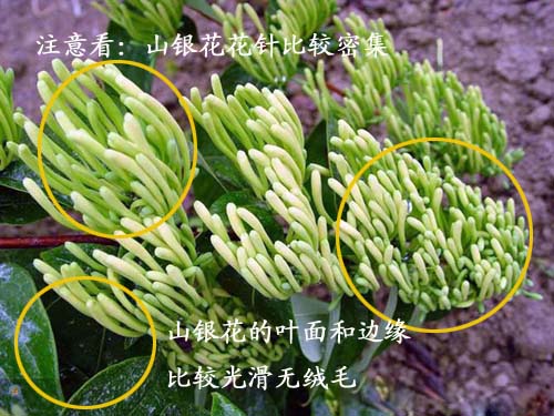 山银花1