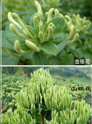 山银花3