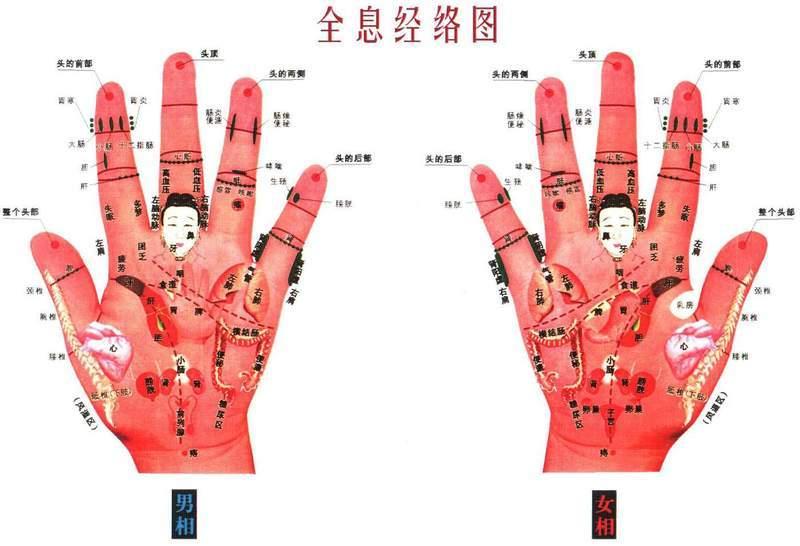 全息经络图