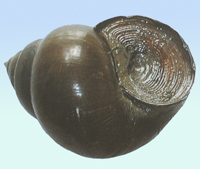 GangMu166_3