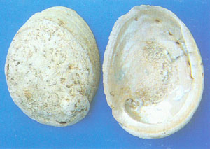 GangMu166_5