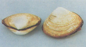 GangMu167_1