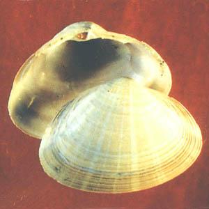 GangMu167_3