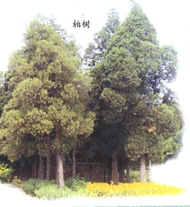 GangMu130_1