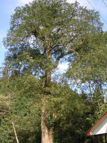 GangMu130_3