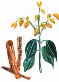 GangMu131_1