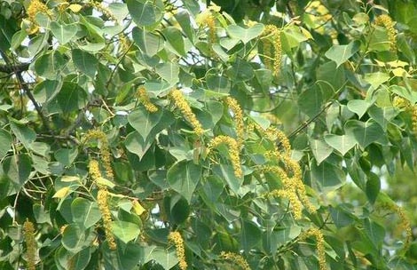 GangMu141_3