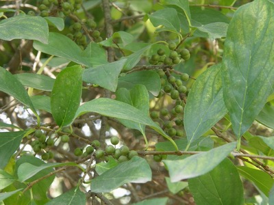 GangMu144_5