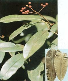 GangMu146_3