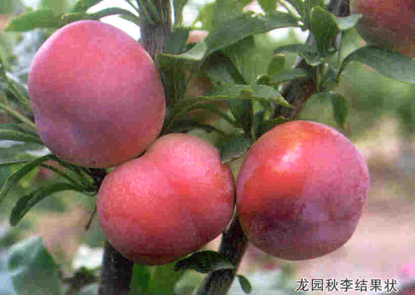 GangMu117_1
