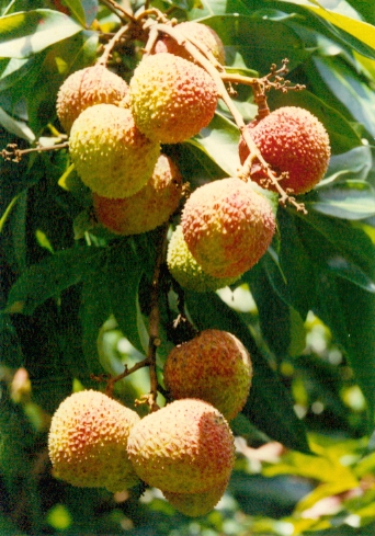 GangMu123_1