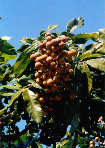 GangMu123_2