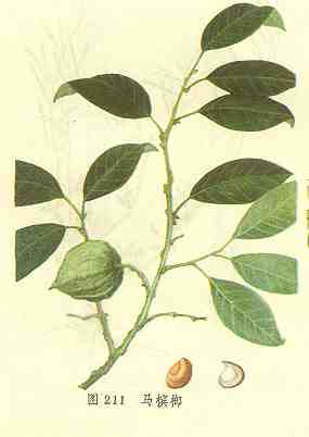 GangMu124_5