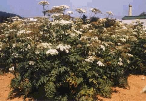 GangMu36_4_2