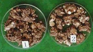GangMu36_4