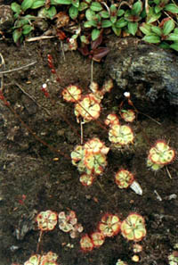 GangMu39_1_2
