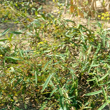GangMu45_1