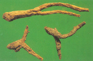 GangMu45_2_2