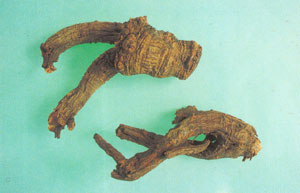 GangMu45_5_2