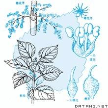GangMu53_3
