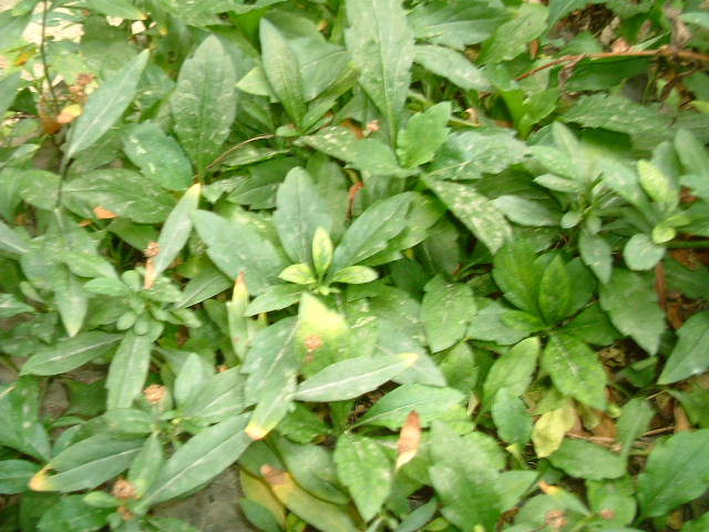 GangMu54_5
