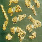 GangMu65_2_2