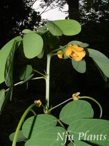 GangMu65_5
