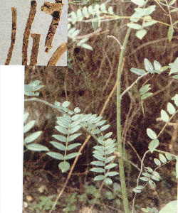 GangMu71_3