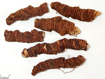 GangMu76_2_2