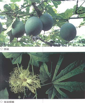 GangMu79_1