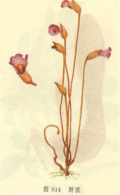 GangMu87_3
