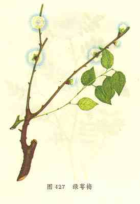 GangMu91_1