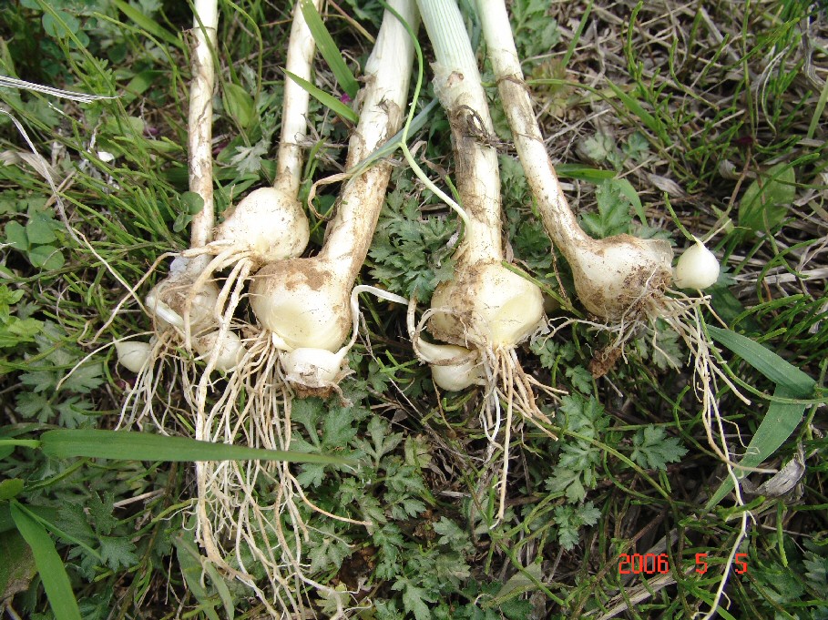 GangMu104_5