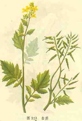GangMu106_1