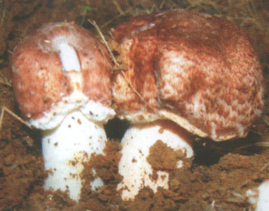 GangMu107_1