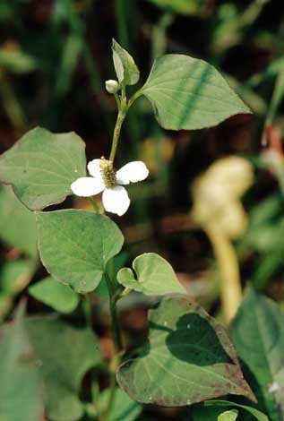 GangMu111_2