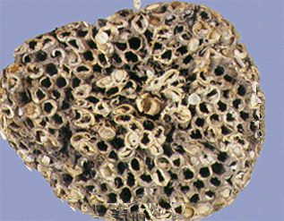 GangMu151_1