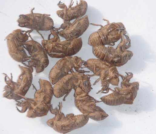 GangMu156_3