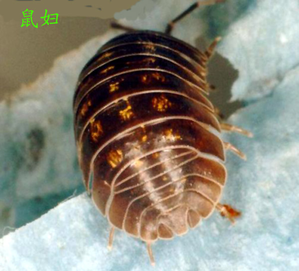 GangMu158_1
