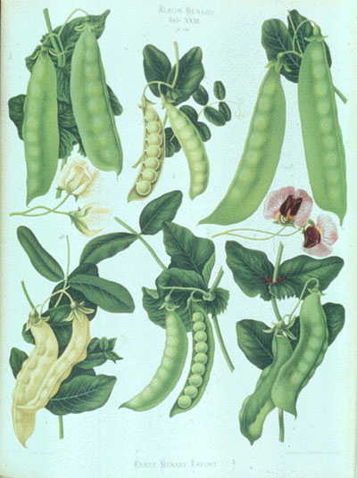 GangMu97_1
