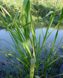 GangMu102_1