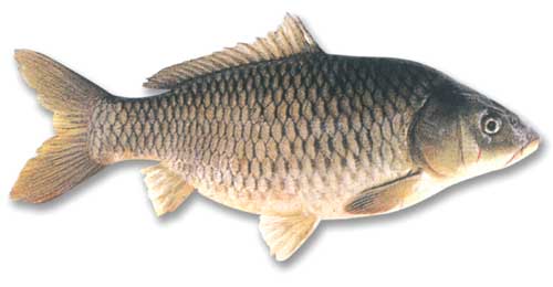 GangMu162_2