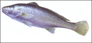 GangMu162_4