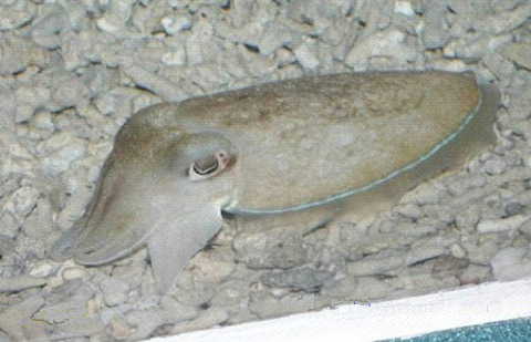 GangMu162_5